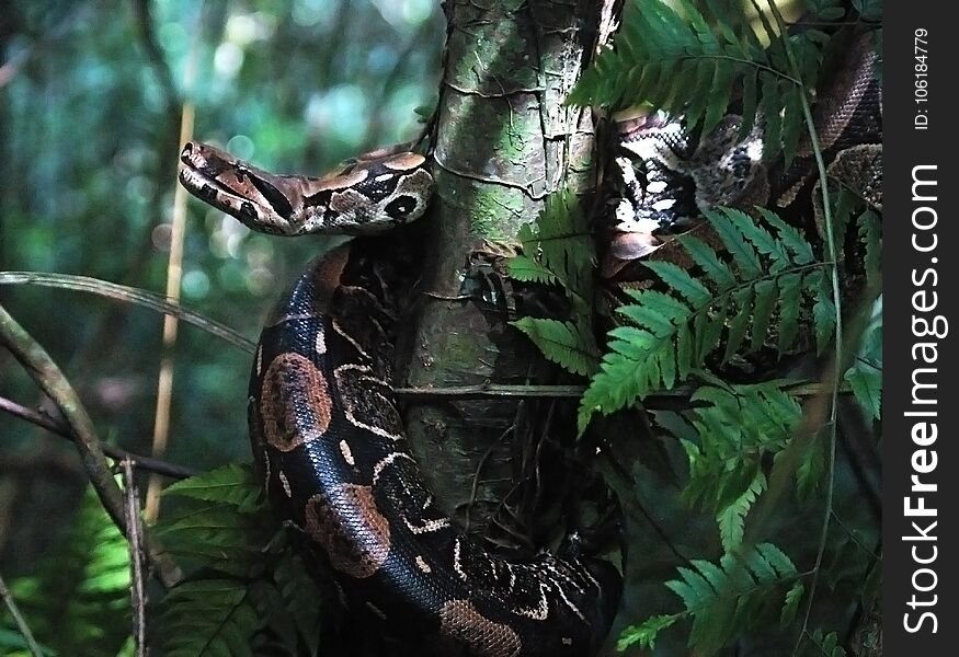 Rio de Janeiro, February 29, 2008. Giboia snake hanging on the tree in the forest of Tijuca National Park, in the city of Rio de Janeiro, Brazil