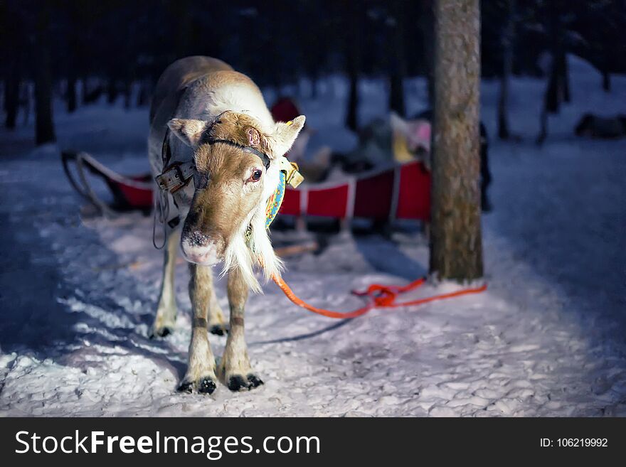 Reindeer In Sleigh At Night Safari In Forest Rovaniemi