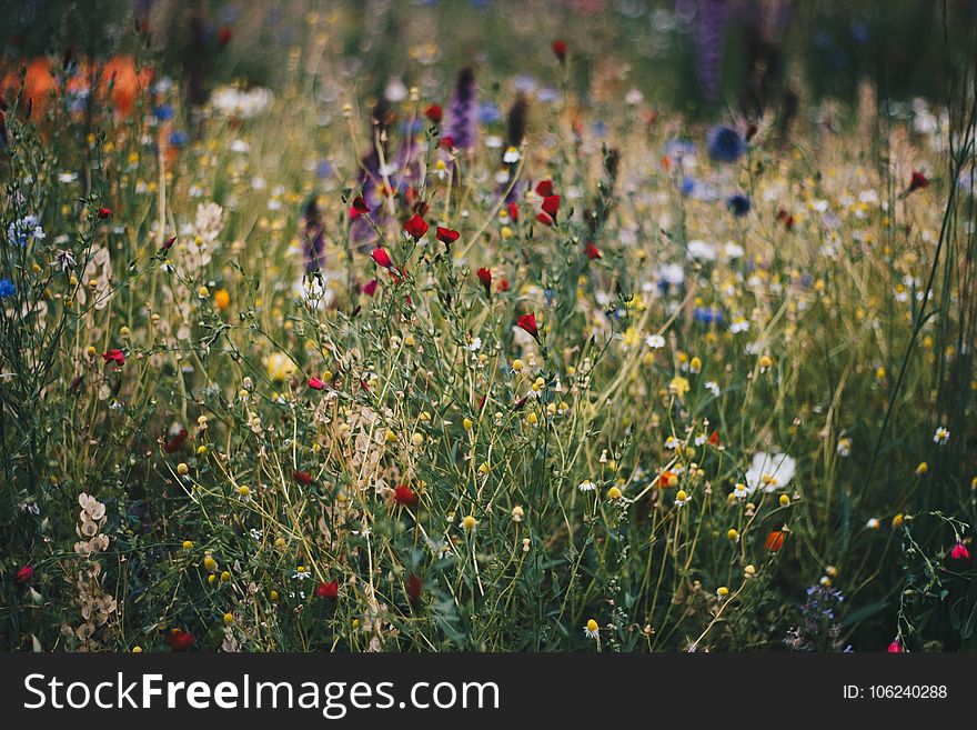 Blue, White and Red Poppy Flower Field