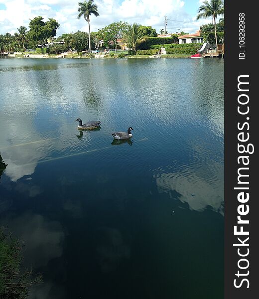 Male mallard and decoy on a lake.