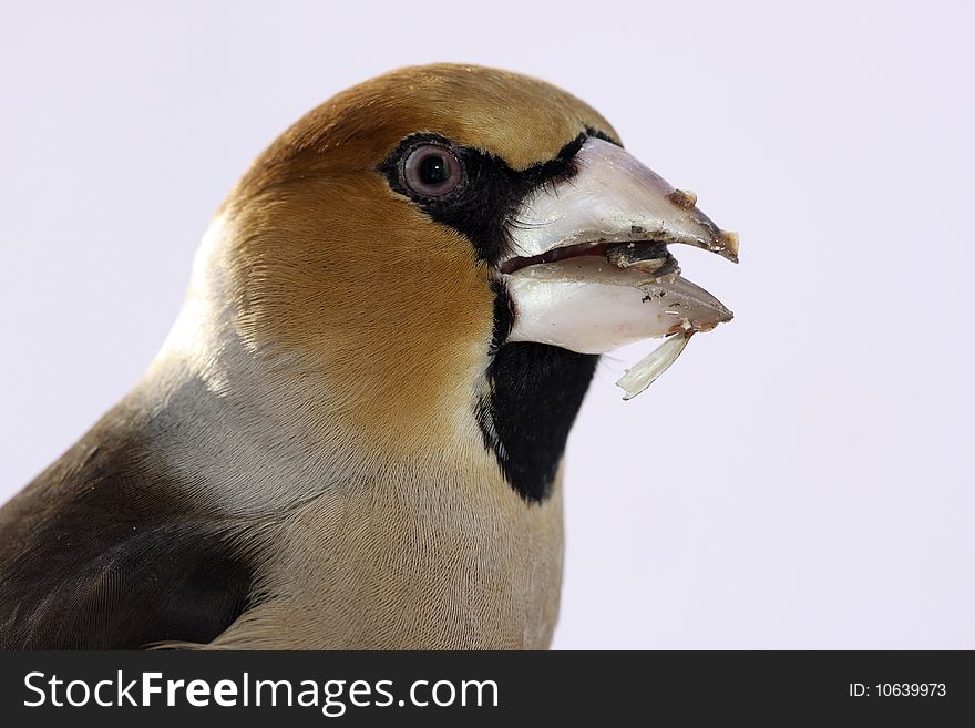 Bird of the gardens and wild bird under various postures macro hawfinch on the white background