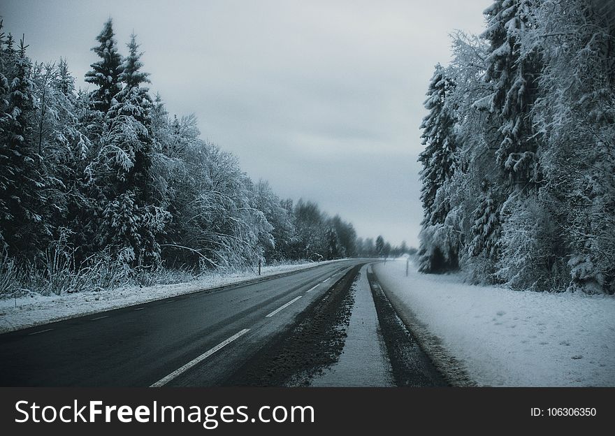 Gray Pave Road Between Tall Trees Covered on Snow