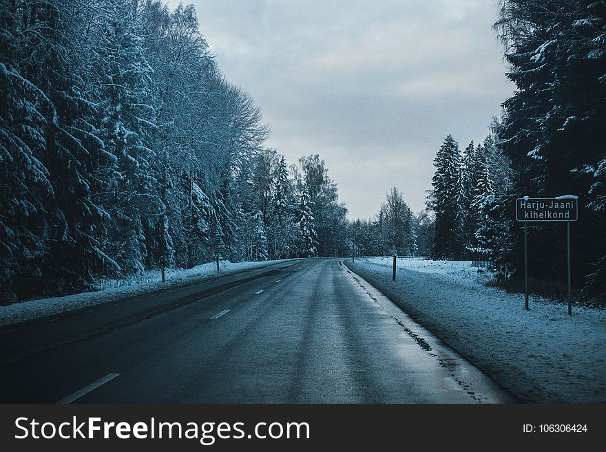 Gray Asphalt Road Between Trees Covered by Snows