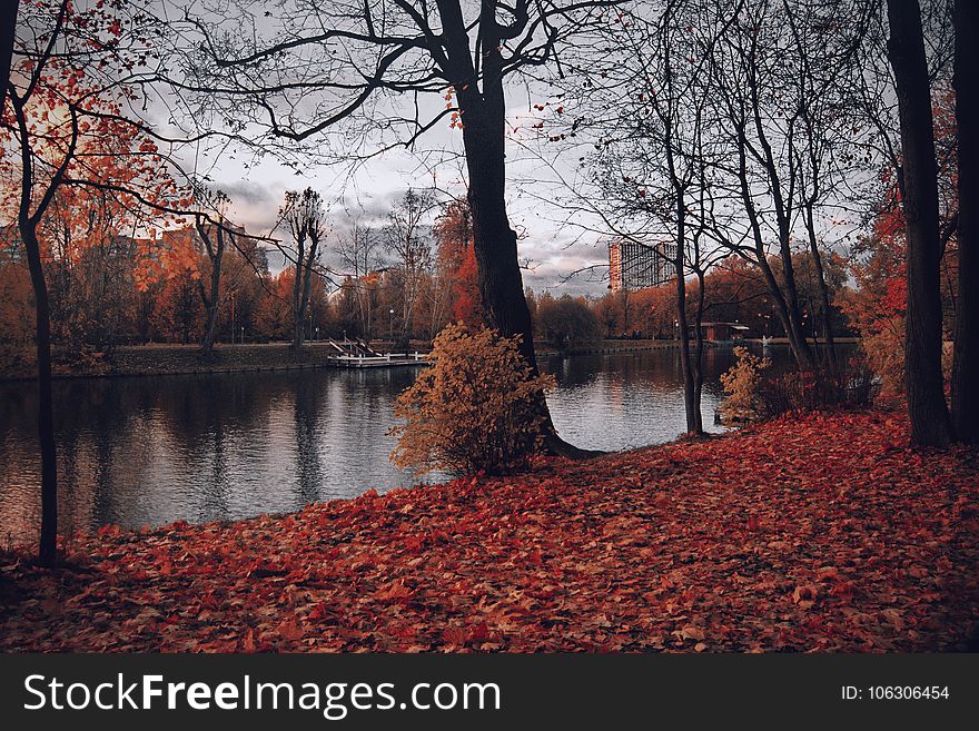 Photography of Trees Near River During Fall