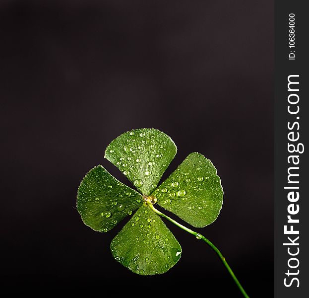 Shallow Focus Photography Of Four Leaf Clover