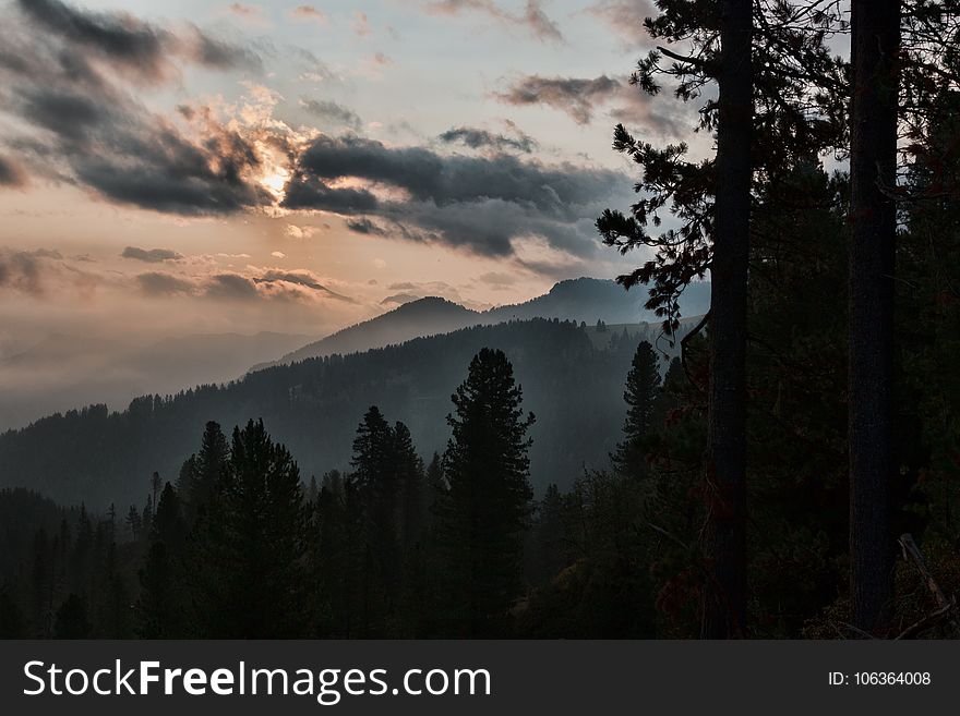 Silhouette of Tall Trees Near Mountain