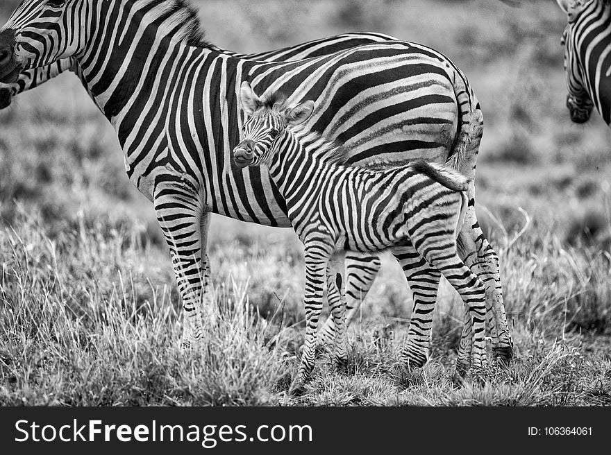 Grayscale Photography of Zebras