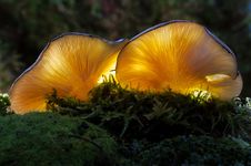 Free Fungus, Oyster Mushroom, Mushroom, Edible Mushroom Royalty Free Stock Image - 106389016