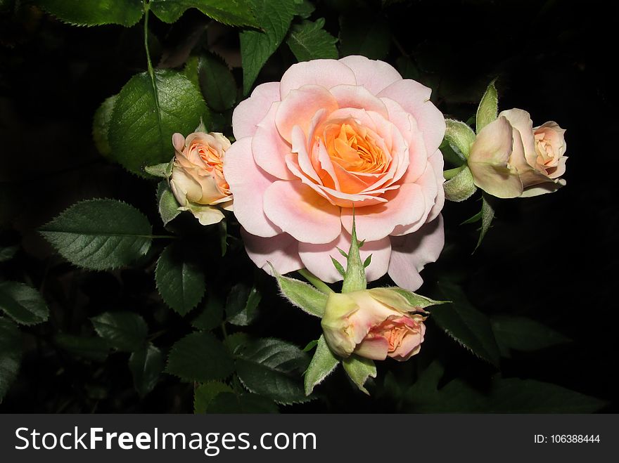 Flower, Rose, Rose Family, Flowering Plant