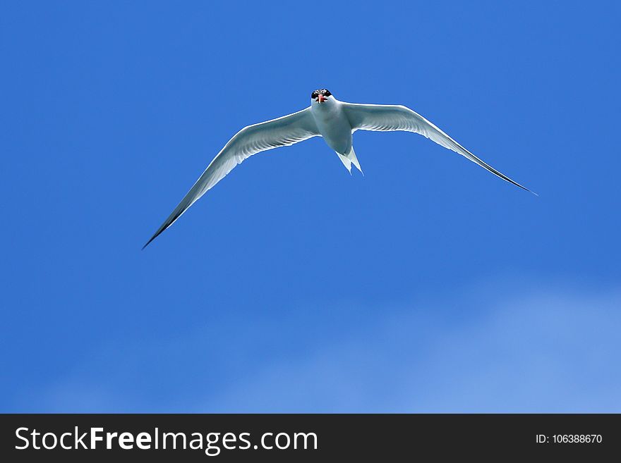 Sky, Bird, Beak, Wing