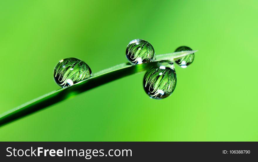 Water, Dew, Drop, Macro Photography