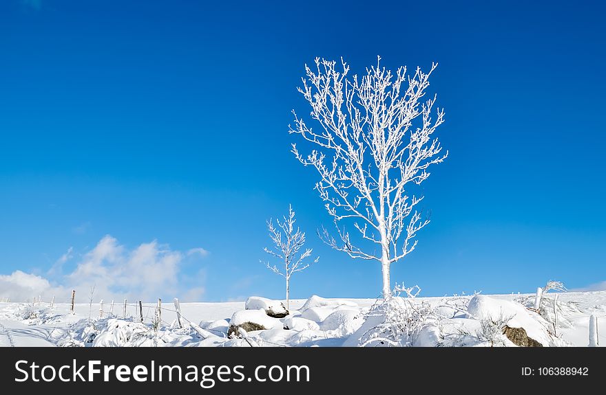 Winter, Sky, Tree, Freezing