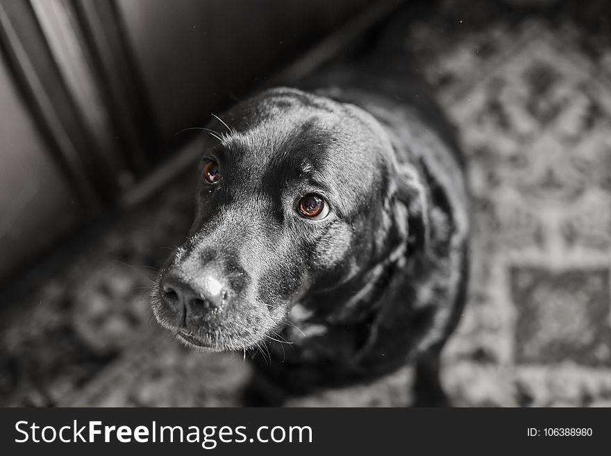 Dog, Black, Black And White, Dog Like Mammal