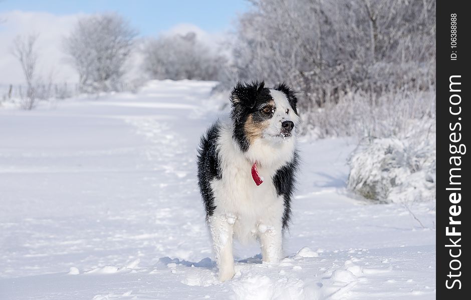 Dog, Dog Like Mammal, Dog Breed, Snow