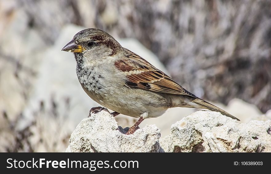 Bird, Sparrow, House Sparrow, Finch