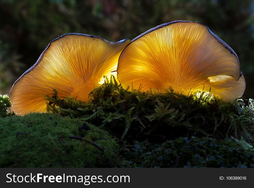 Fungus, Oyster Mushroom, Mushroom, Edible Mushroom