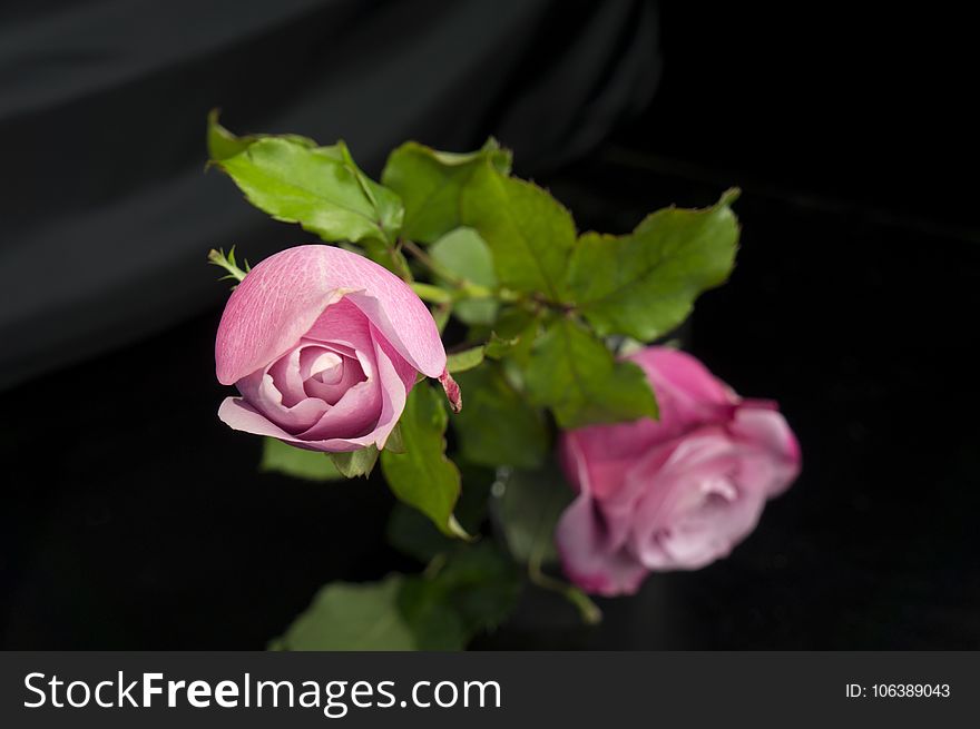 Flower, Pink, Rose Family, Flora