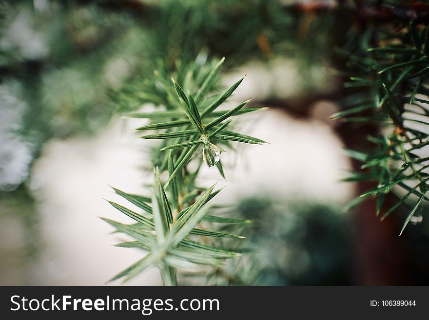 Plant, Flora, Leaf, Close Up