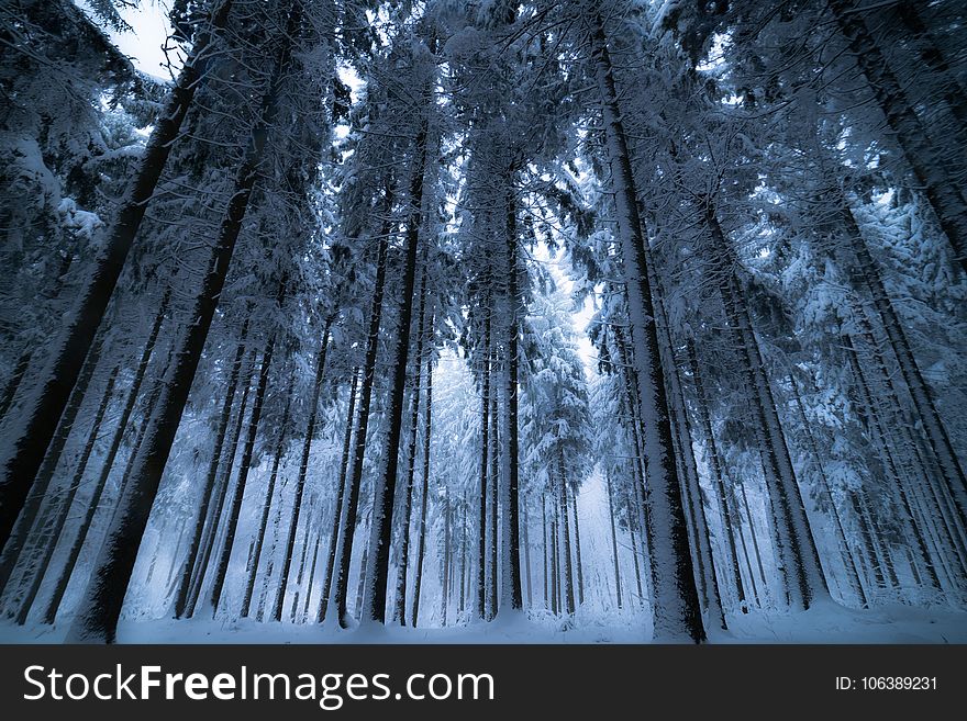 Nature, Winter, Tree, Forest