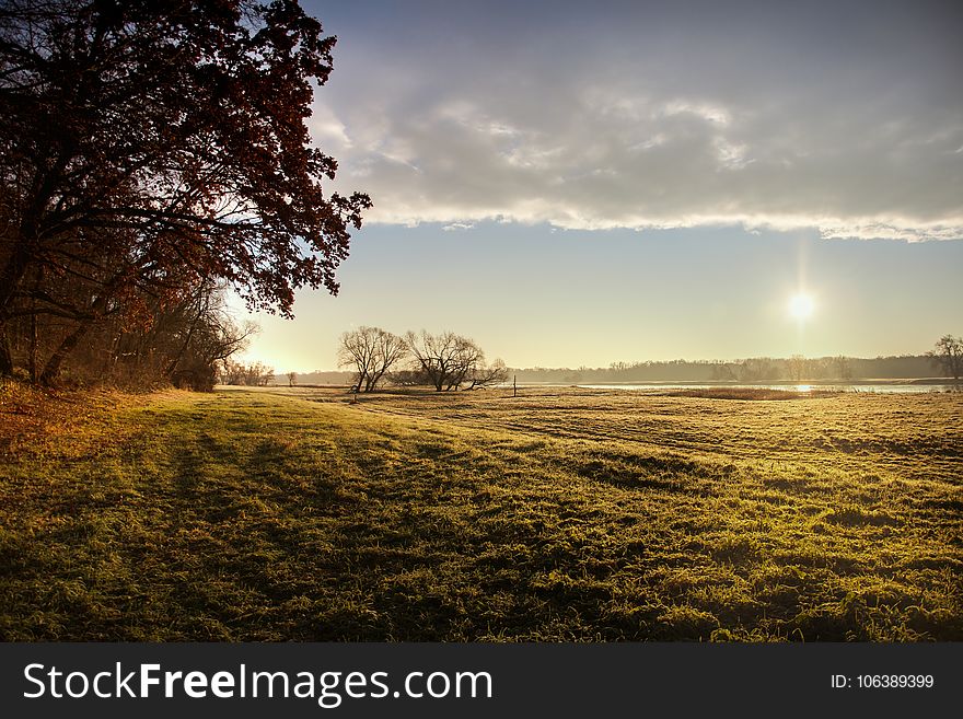 Sky, Tree, Field, Morning