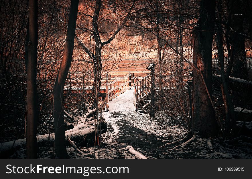 Nature, Winter, Snow, Tree