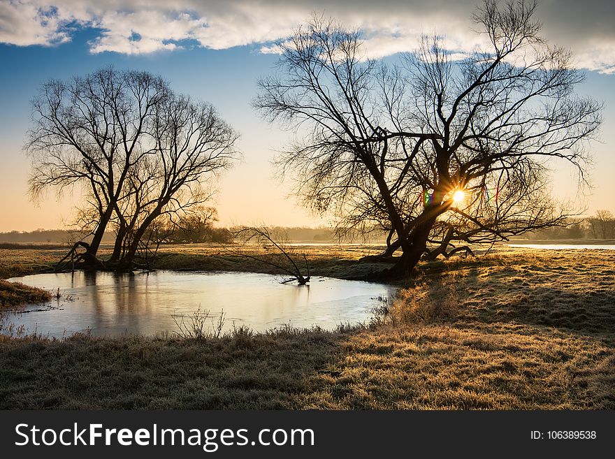 Reflection, Water, Tree, Nature