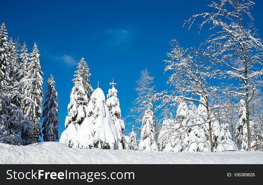 Winter, Sky, Tree, Snow