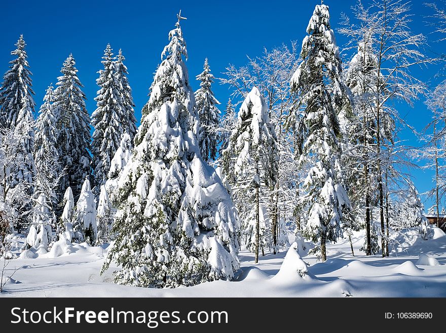 Winter, Tree, Sky, Spruce
