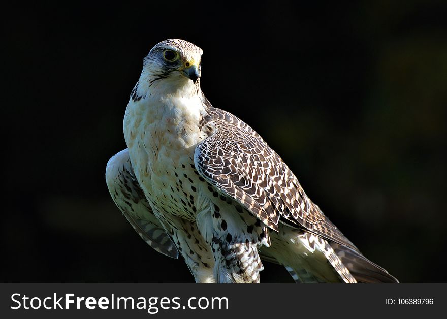 Bird, Falcon, Beak, Fauna