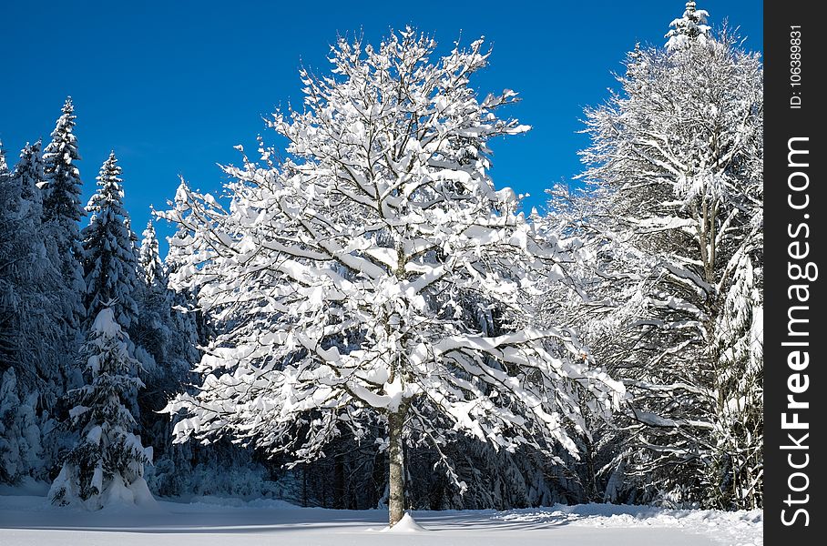 Winter, Tree, Snow, Sky