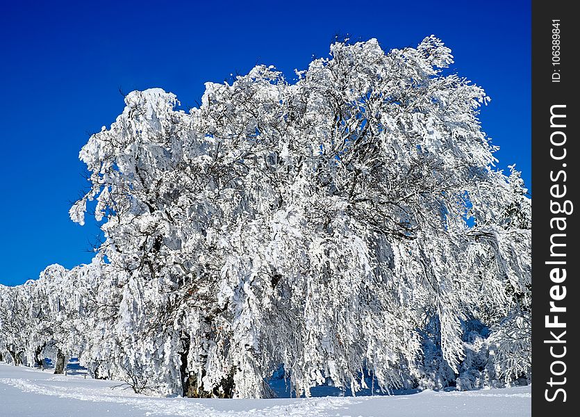 Winter, Snow, Blue, Tree