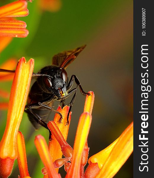 Insect, Macro Photography, Flora, Nectar