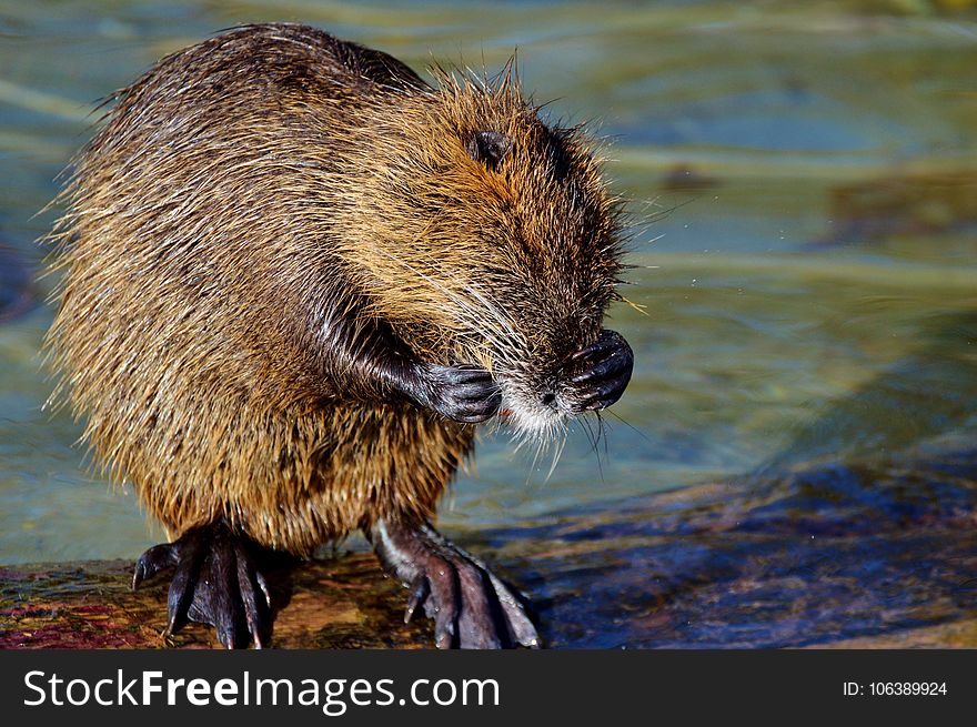 Muskrat, Beaver, Fauna, Mammal
