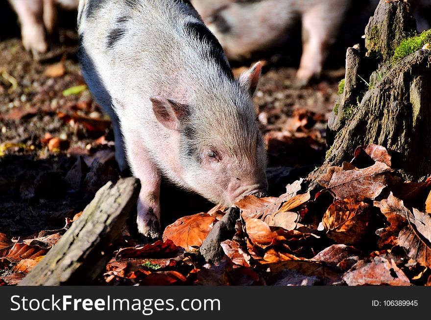 Pig Like Mammal, Fauna, Mammal, Pig