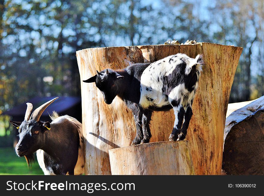 Cattle Like Mammal, Goats, Cow Goat Family, Livestock