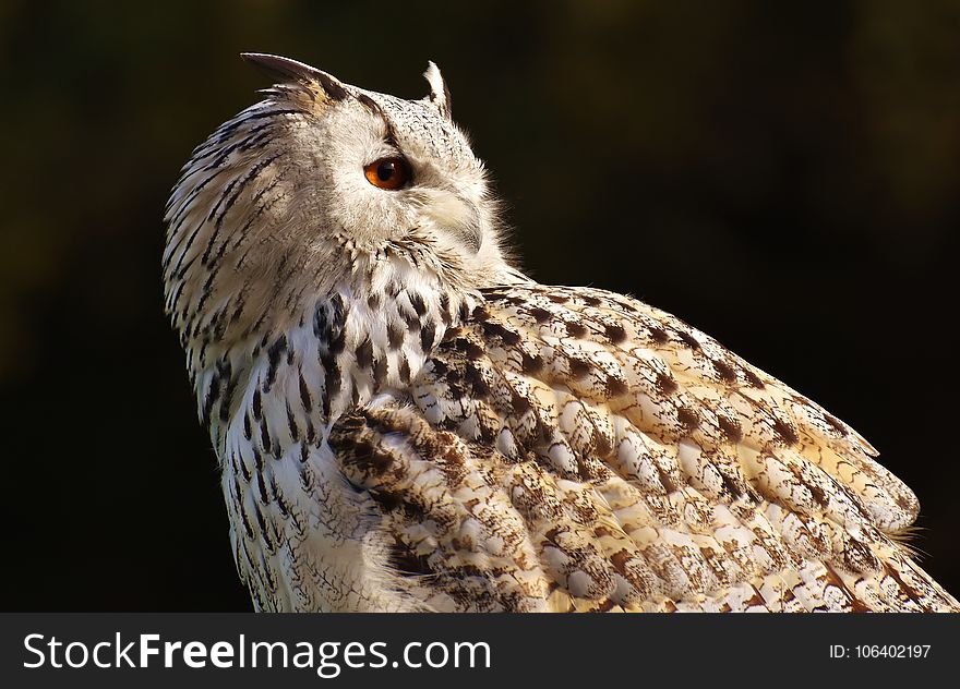 Owl, Bird, Bird Of Prey, Beak