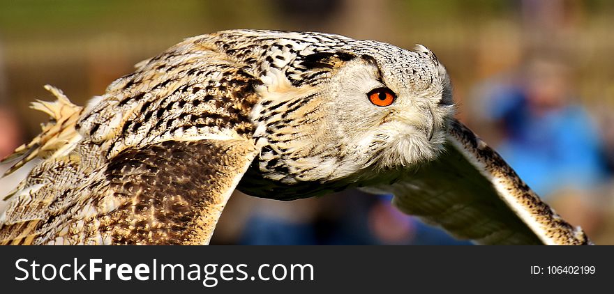 Beak, Bird, Fauna, Owl