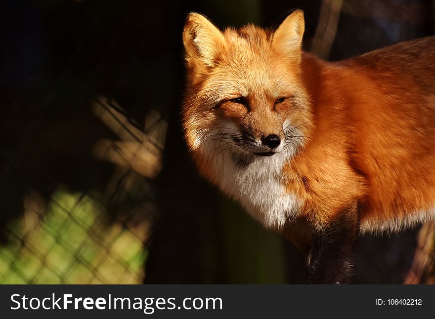 Fox, Red Fox, Mammal, Wildlife
