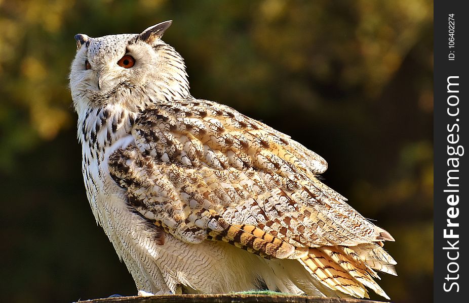 Owl, Bird, Fauna, Bird Of Prey