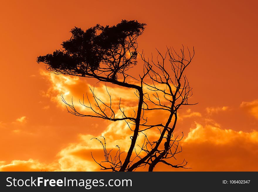 Sky, Cloud, Afterglow, Tree