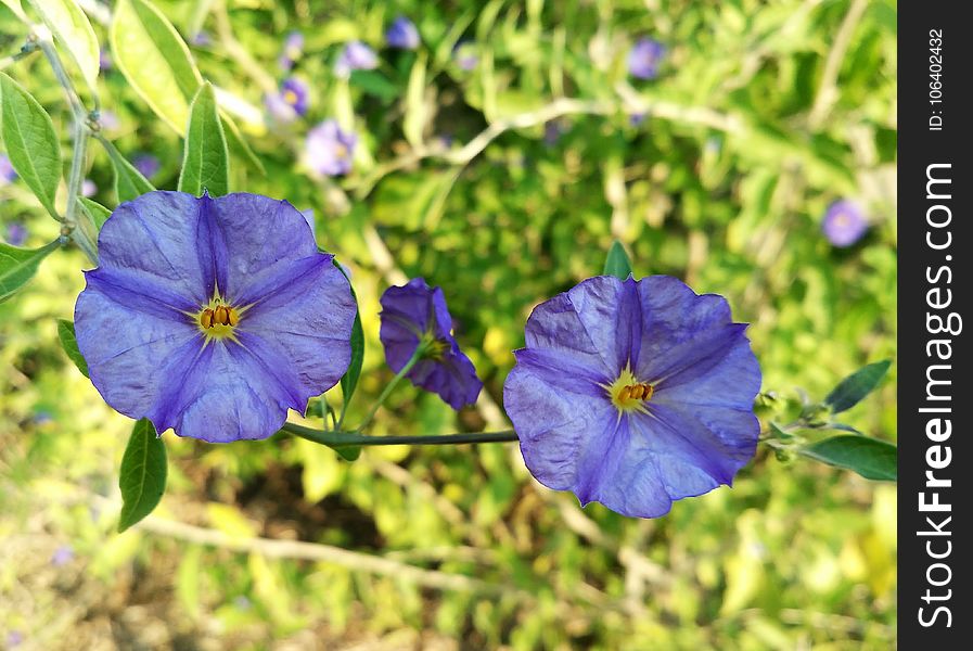 Blue, Flower, Flora, Plant