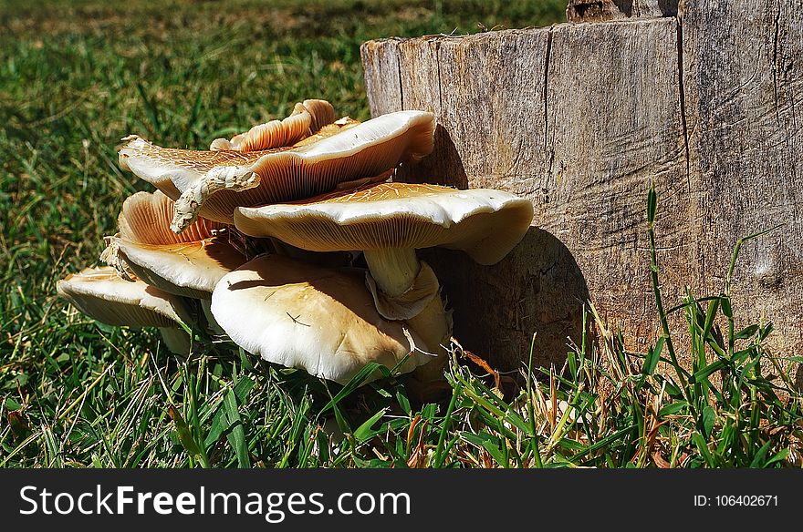 Mushroom, Edible Mushroom, Fungus, Grass