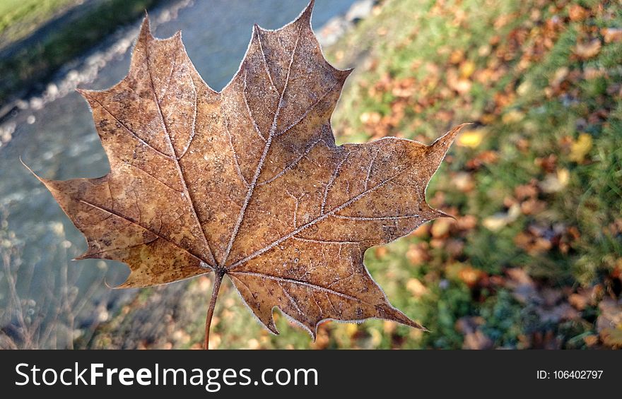 Leaf, Maple Leaf, Autumn, Plant