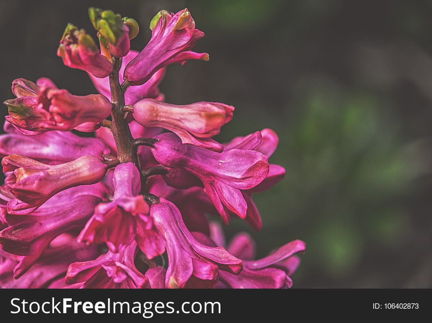 Flower, Plant, Flora, Pink