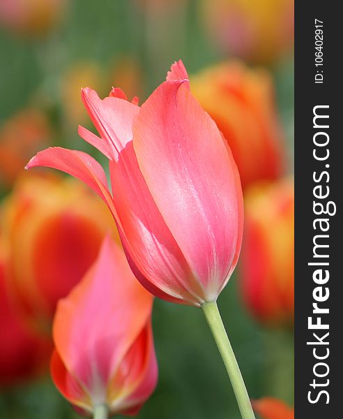 Flower, Tulip, Plant, Flowering Plant