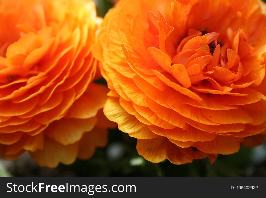 Flower, Orange, Close Up, Petal