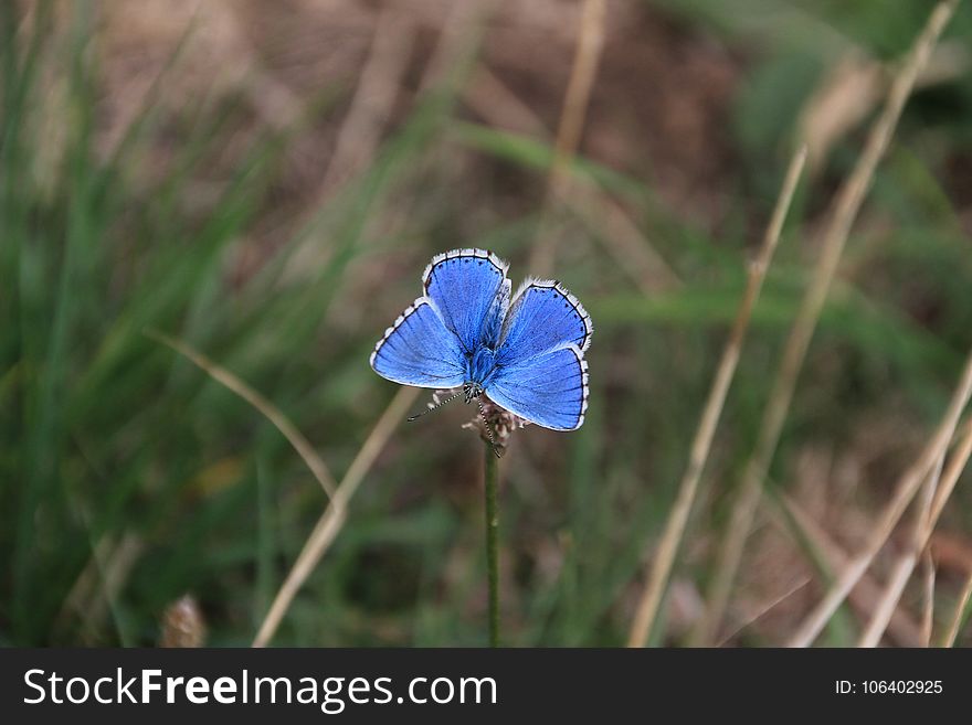 Blue, Butterfly, Moths And Butterflies, Flora
