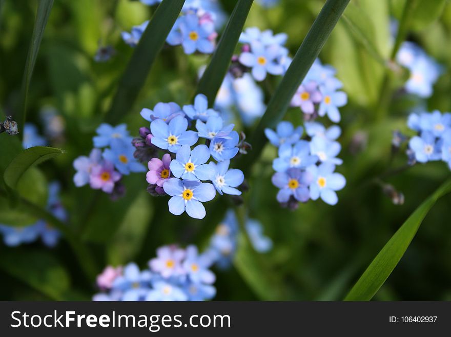 Flower, Forget Me Not, Flowering Plant, Plant