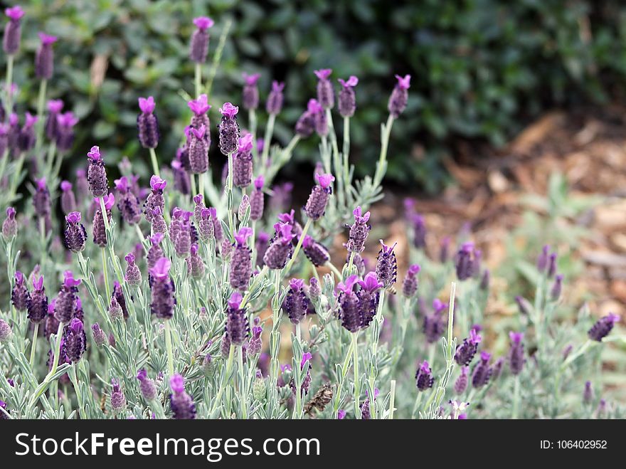 Plant, Flower, French Lavender, English Lavender