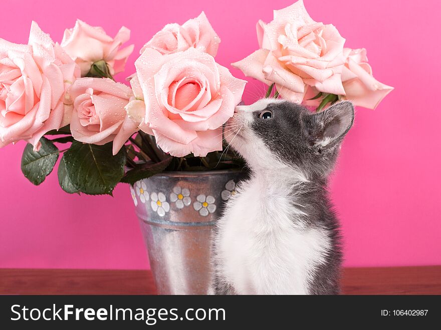 Little cute Cat smelling flower roses in metal retro pot on wooden table and pink background. Close up. Little cute Cat smelling flower roses in metal retro pot on wooden table and pink background. Close up